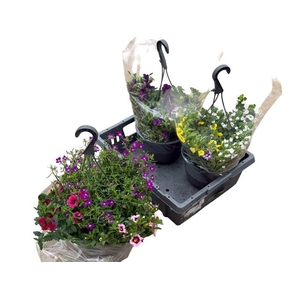 HANGING BASKETS