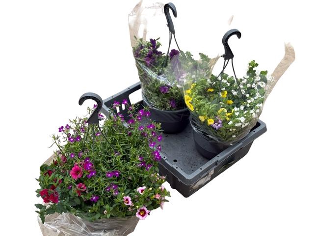 <h4>HANGING BASKETS</h4>