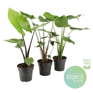 Alocasia gemengd