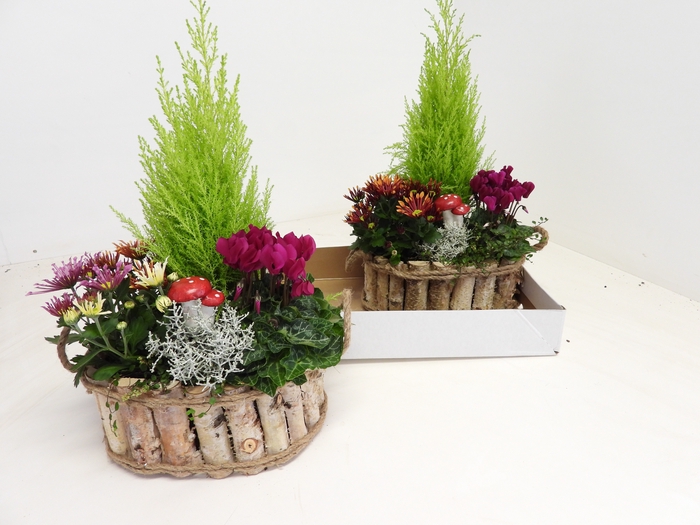 <h4>ARR TUINPLANTEN</h4>