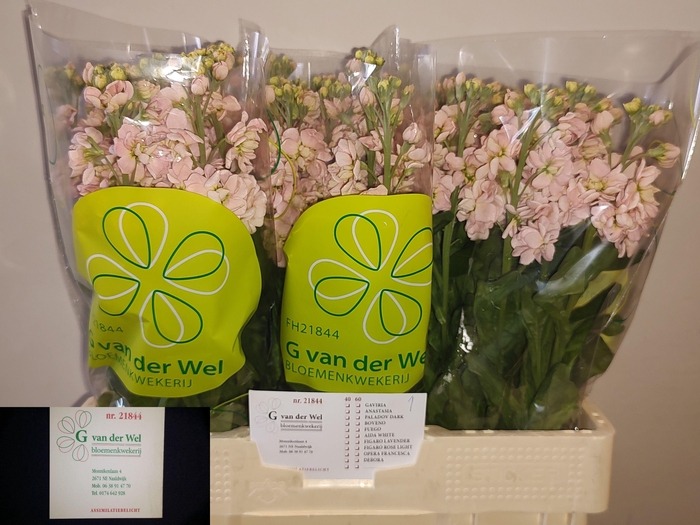 <h4>MATTH MILLA SALMON</h4>