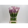 Zantedeschia Eydolls Purple White