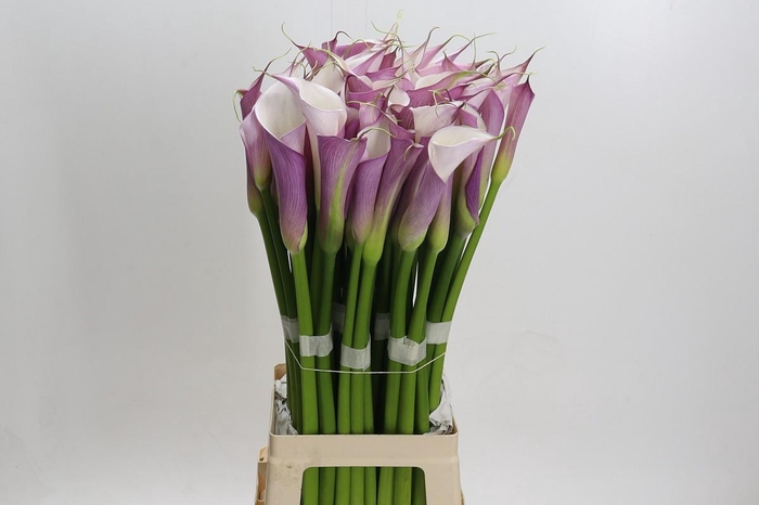 Zantedeschia Eydolls Purple White