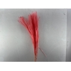 Dried Silvergrassl Cerise 5pc Bunch