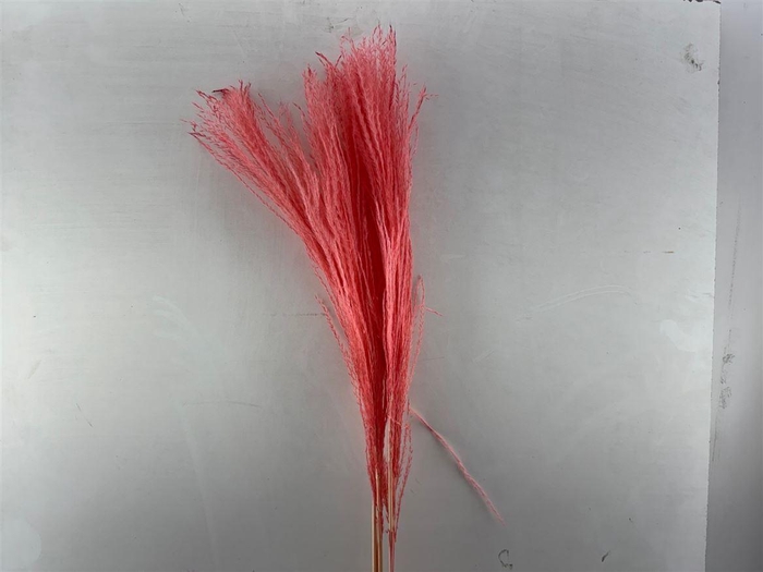 Dried Silvergrassl Cerise 5pc Bunch