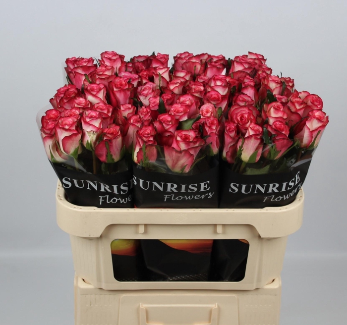 <h4>R GR SPARK CONDOR</h4>