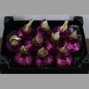 Wax Hipp Topline Gl Fuchsia