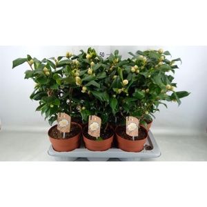 Camellia japonica 'Brushfield Yell'