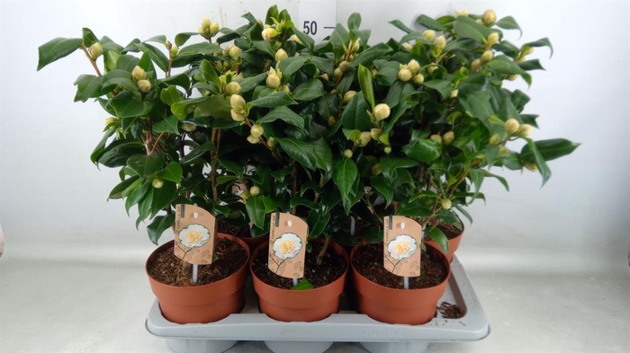 <h4>Camellia japonica 'Brushfield Yell'</h4>