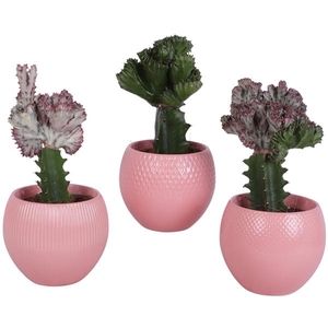 Cactus mix Euphorbia l. Ø12cm in Ø16cm Ball Pot Round Pink