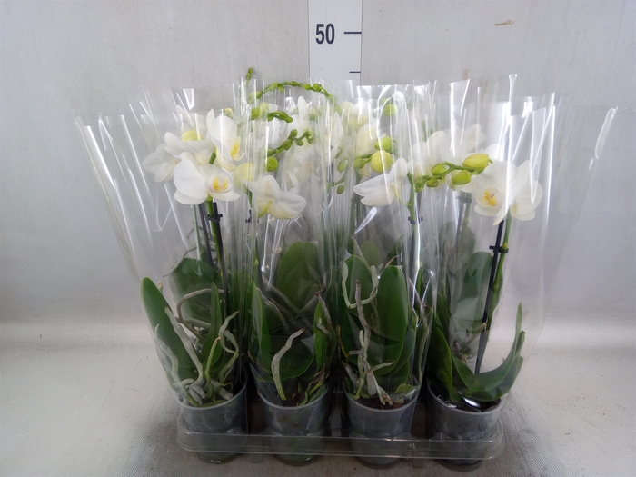 Phalaenopsis multi.   ...white