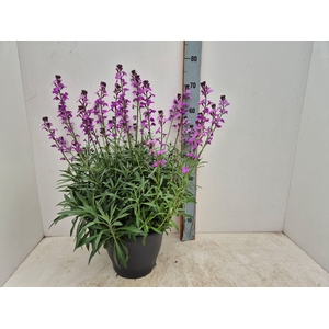 Erysimum linifolium 'Bowles Mauve'