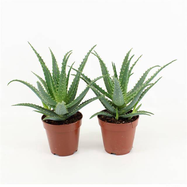 <h4>Aloe arborescens</h4>