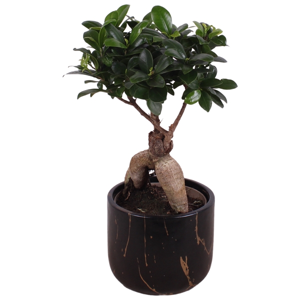 <h4>Ficus m. Ginseng Ball Shape Ø12cm in Ø14cm Ceramic PL469</h4>