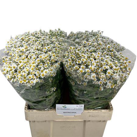 <h4>Tana Pa Cameron</h4>