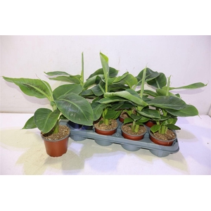 arr8 Musa Tropicana