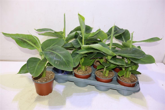 <h4>arr8 Musa Tropicana</h4>