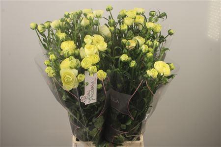 <h4>Ran N Moderna Limon</h4>