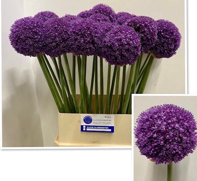 ALLIUM AMBASSADOR