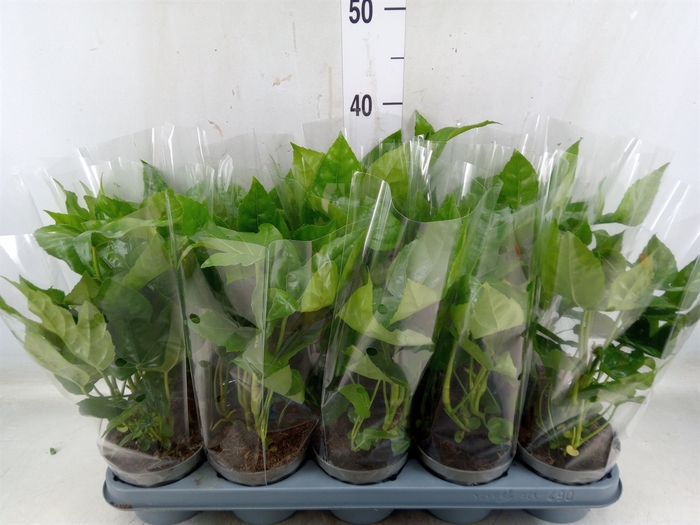 <h4>Fatsia japonica   ...</h4>