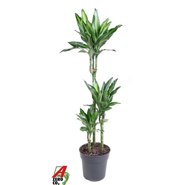 Dracaena fragrans Cintho