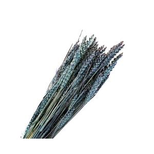 Tarwe Blue Dark