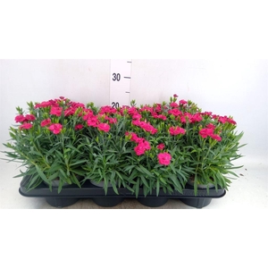 Dianthus car. 'Peman Merlot'