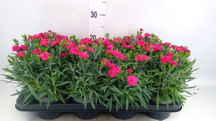 <h4>Dianthus car. 'Peman Merlot'</h4>