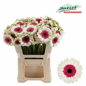 GERBERA MI 'DOUBLE FUN'