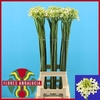 Ornithogalum Saundersiae