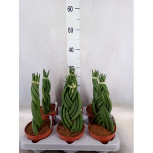 Sansevieria cyl.  ...