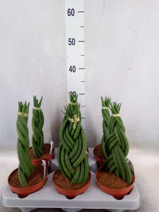 <h4>Sansevieria cyl.  ...</h4>