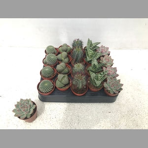 CACTUS + SUCCU GEM