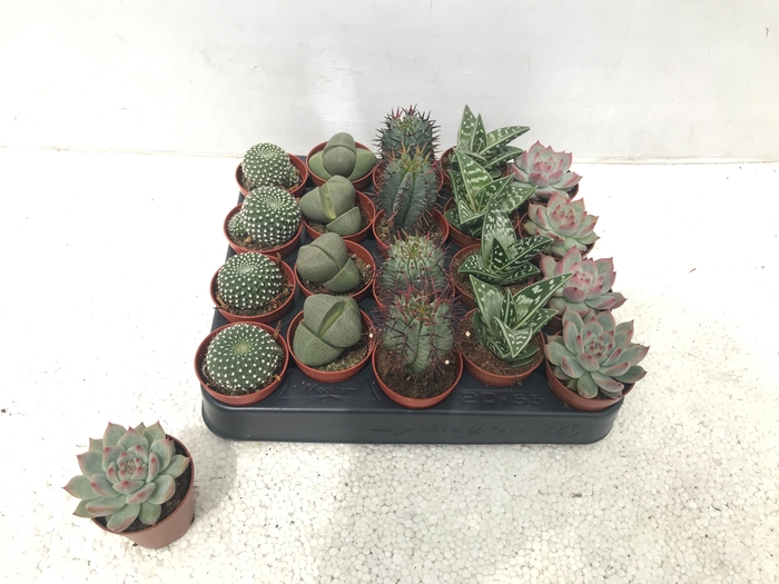 <h4>CACTUS + SUCCU GEM</h4>