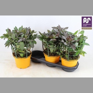 ALST SP INDIA SUMMER