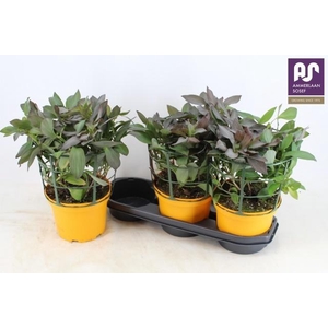 ALST SP INDIA SUMMER