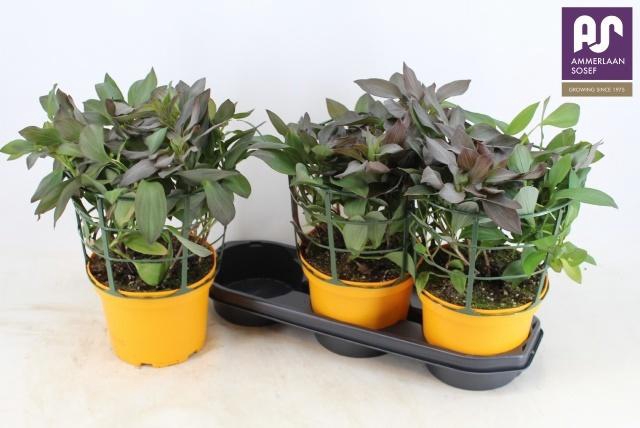 <h4>ALST SP INDIA SUMMER</h4>