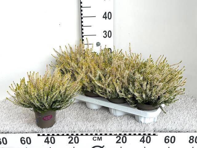 <h4>CALLU GA G GEM</h4>