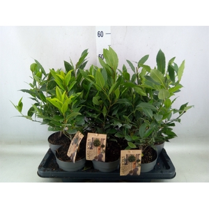 Laurus nobilis