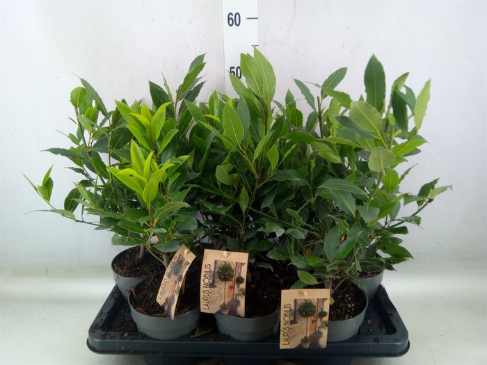 <h4>Laurus nobilis</h4>