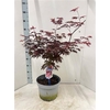 arr8 Acer Pa Trompenburg