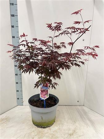 arr8 Acer Pa Trompenburg