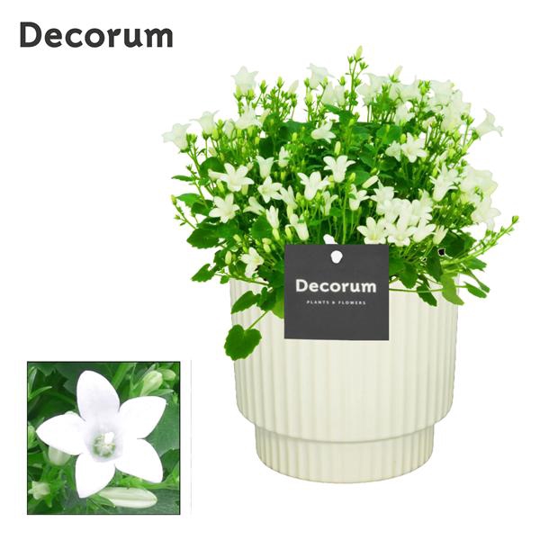 <h4>Campanula Porto White in Ivy Decorum</h4>