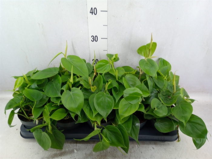 <h4>Philodendron scand.</h4>