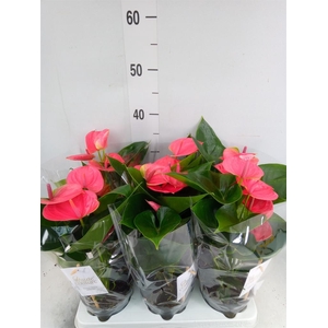 Anthurium andr. 'Sweet Dream'