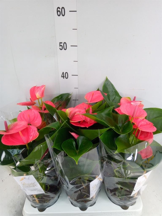 <h4>Anthurium andr. 'Sweet Dream'</h4>