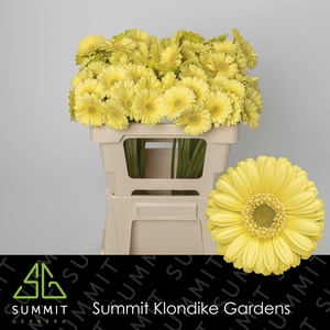 GE MI LEMON ICE Water