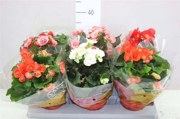 <h4>Begonia Du Gemengd</h4>