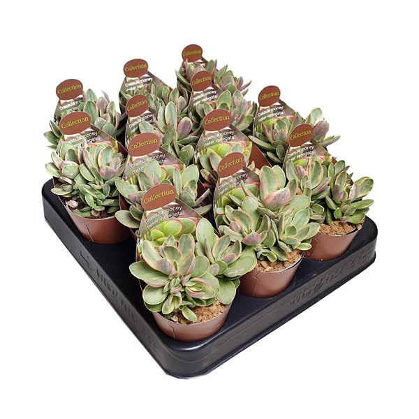 <h4>CRASSULA MONEY MAKER VARIEGATA - COLLECTION POT Ø 6,5 WITH POTCOVER (SUCCULENTEN)</h4>