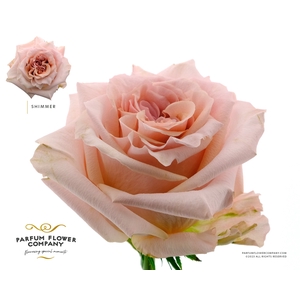 Rosa Premium Shimmer